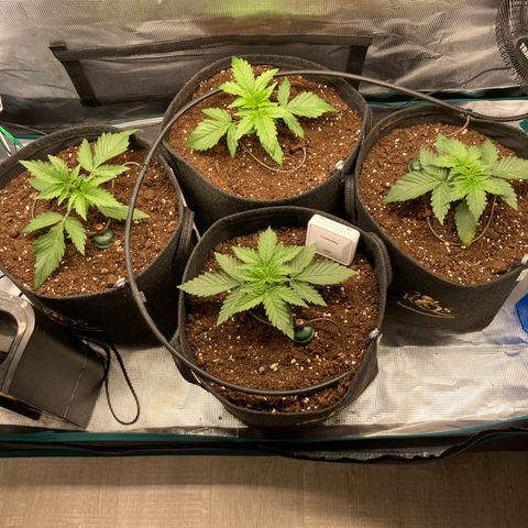 Wazilah growlog photo: Cro+14
