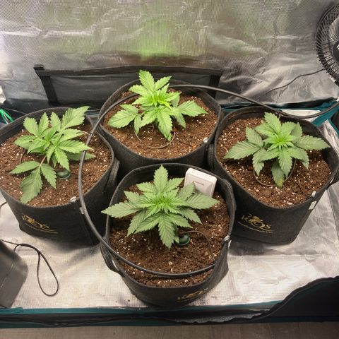 Wazilah growlog photo: Cro+15