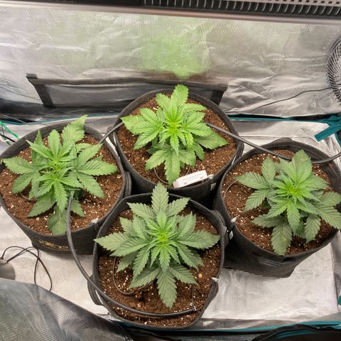 Wazilah growlog photo: Bien remise du sous arrosage 