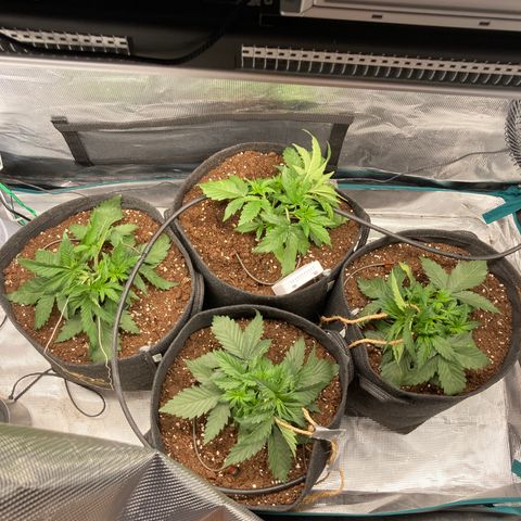 Wazilah growlog photo: Après Pallisage