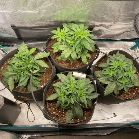Wazilah growlog timeline photo