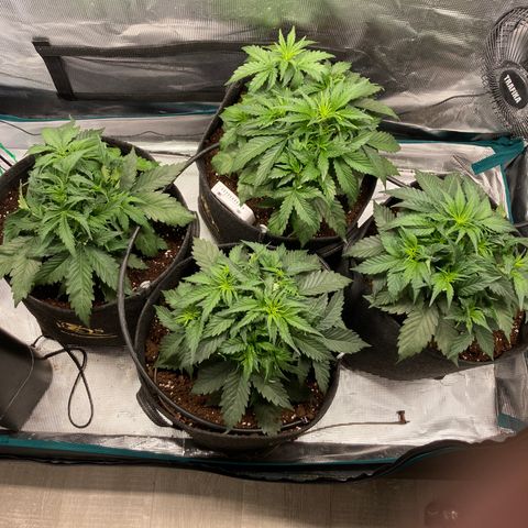 Wazilah growlog timeline photo