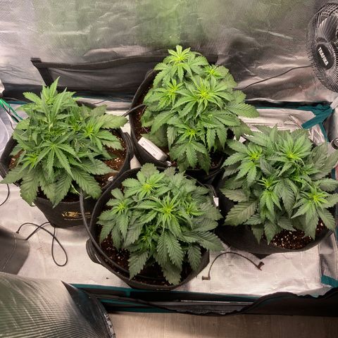 Wazilah growlog timeline photo
