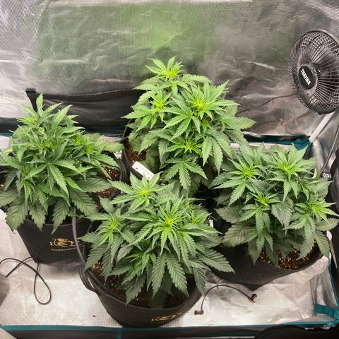 Wazilah growlog timeline photo