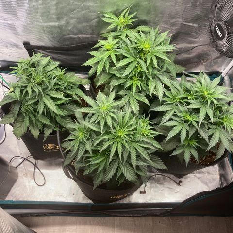 Wazilah growlog timeline photo