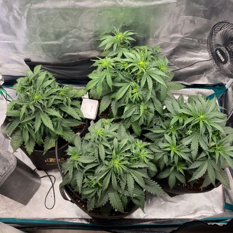 Wazilah growlog photo: J+27