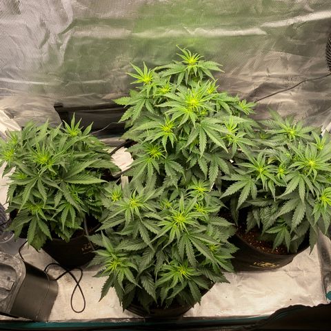 Wazilah growlog timeline photo