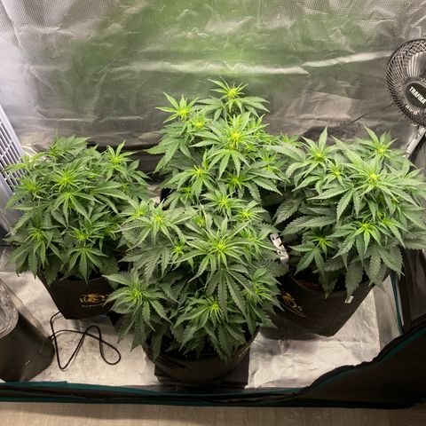 Wazilah growlog timeline photo
