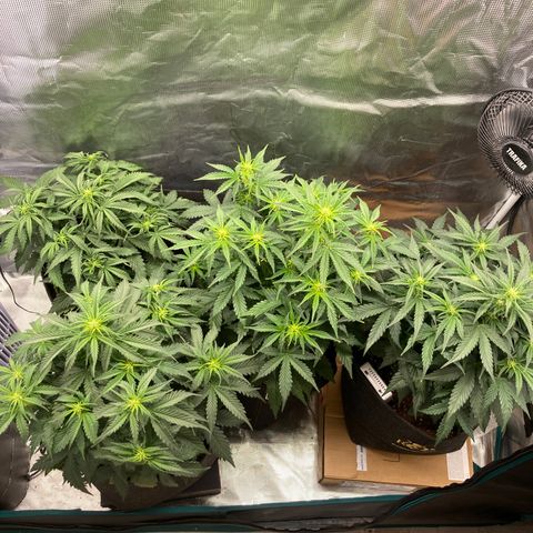 Wazilah growlog photo: J+31