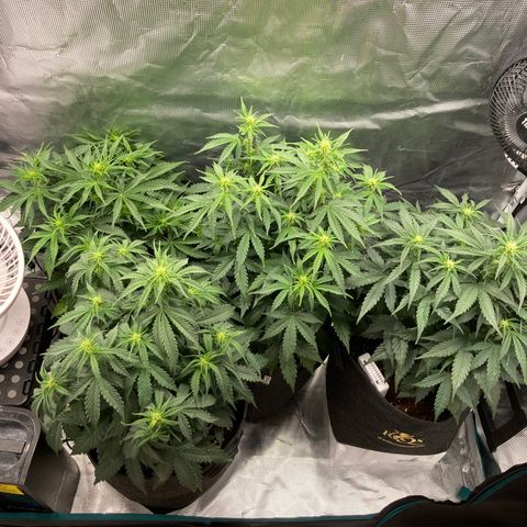 Wazilah growlog timeline photo