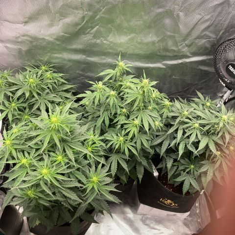 Wazilah growlog photo: J+33