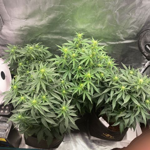 Wazilah growlog photo: J+34