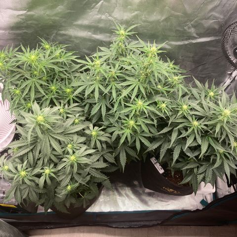 Wazilah growlog timeline photo