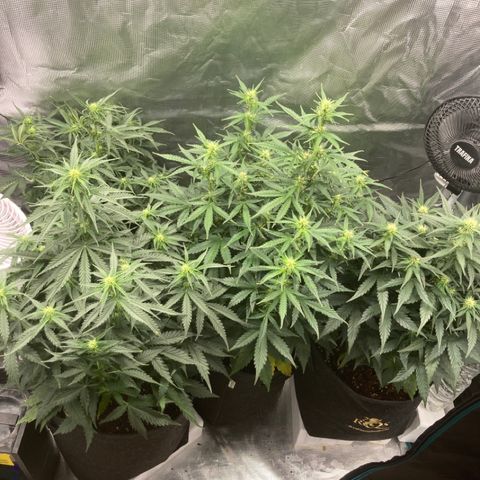 Wazilah growlog timeline photo