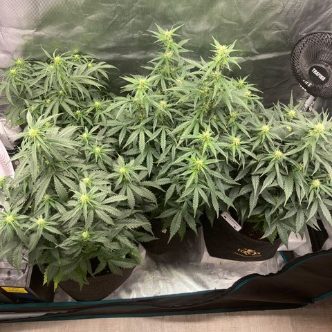 Wazilah growlog timeline photo