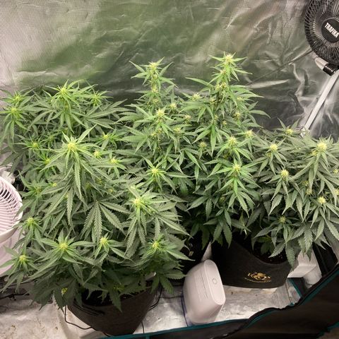 Wazilah growlog timeline photo