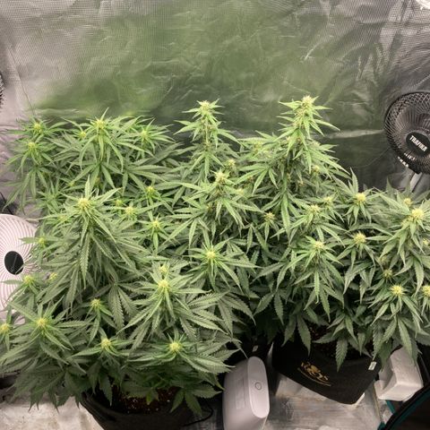 Wazilah growlog timeline photo