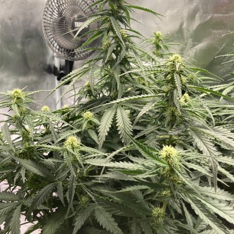 Wazilah growlog timeline photo