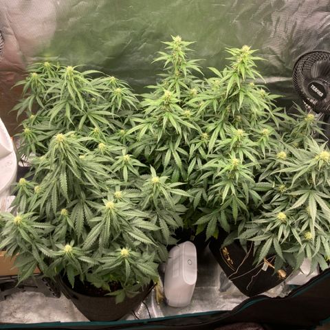 Wazilah growlog timeline photo