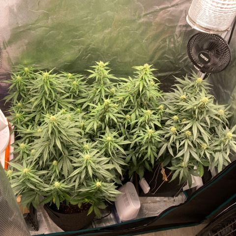 Wazilah growlog timeline photo