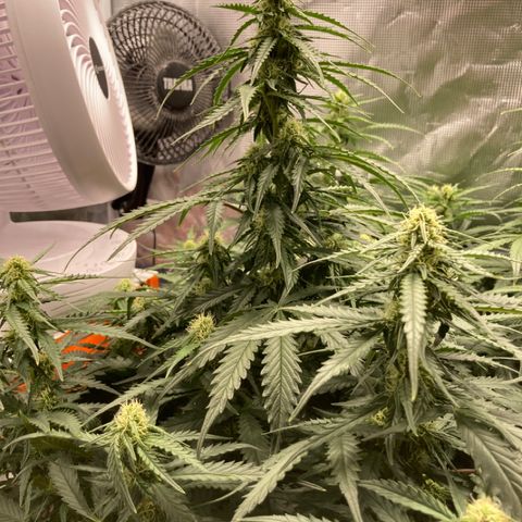 Wazilah growlog timeline photo