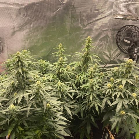 Wazilah growlog timeline photo