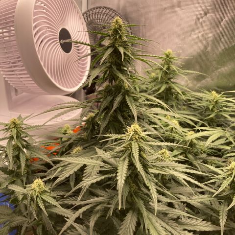 Wazilah growlog timeline photo
