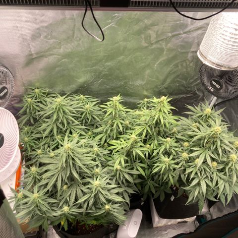 Wazilah growlog timeline photo