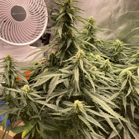 Wazilah growlog timeline photo