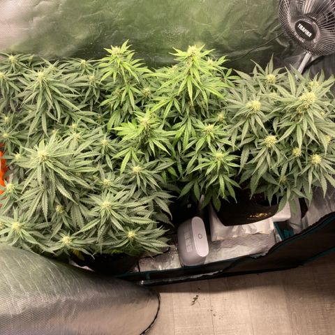 Wazilah growlog timeline photo