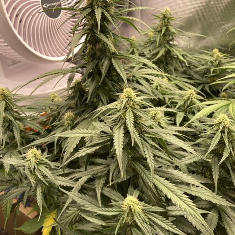 Wazilah growlog timeline photo