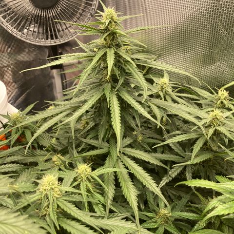 Wazilah growlog timeline photo