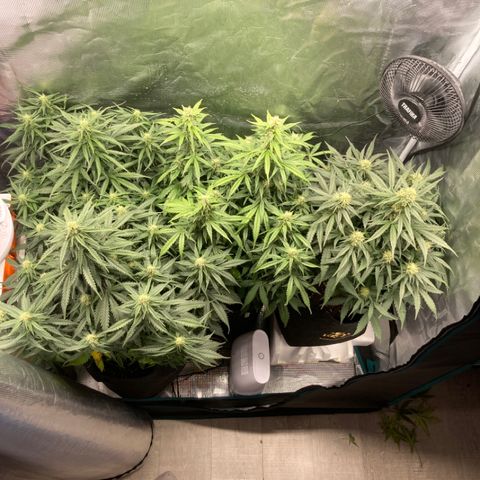 Wazilah growlog timeline photo