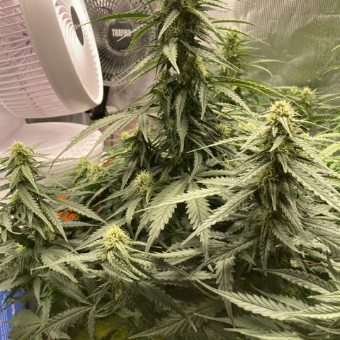 Wazilah growlog timeline photo