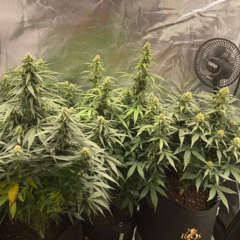 Wazilah growlog timeline photo