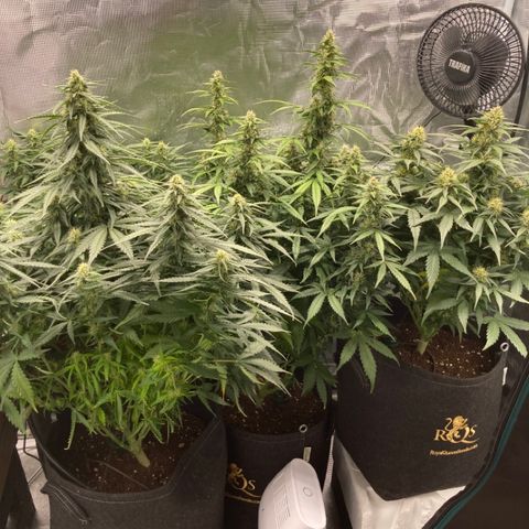 Wazilah growlog timeline photo