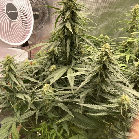 Wazilah growlog timeline photo