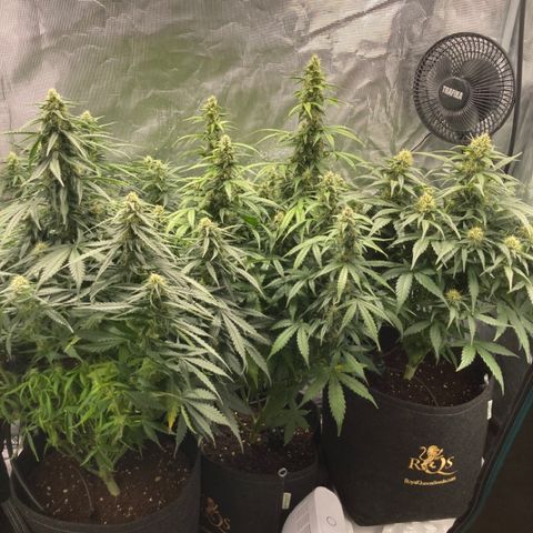 Wazilah growlog timeline photo