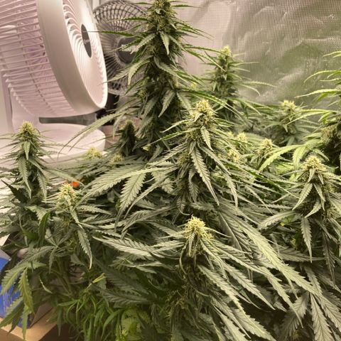 Wazilah growlog timeline photo