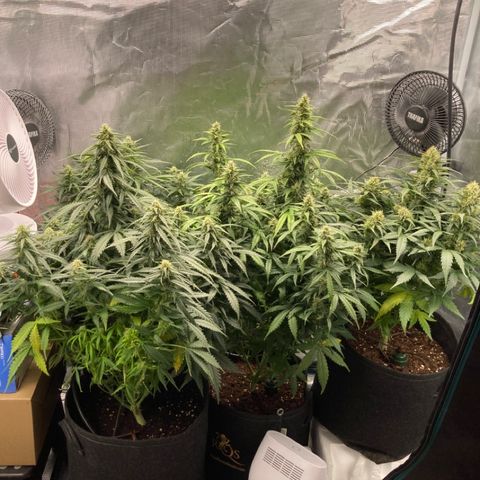 Wazilah growlog timeline photo