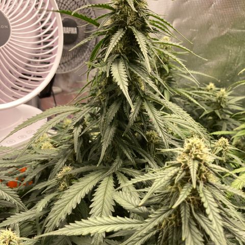 Wazilah growlog timeline photo