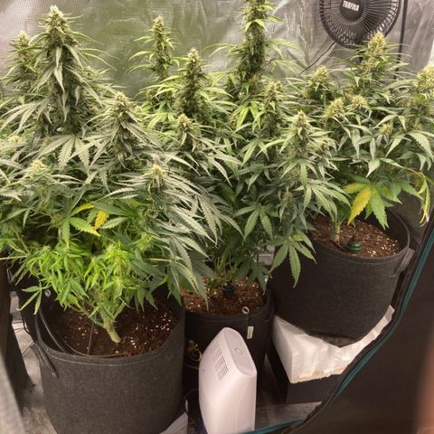 Wazilah growlog timeline photo