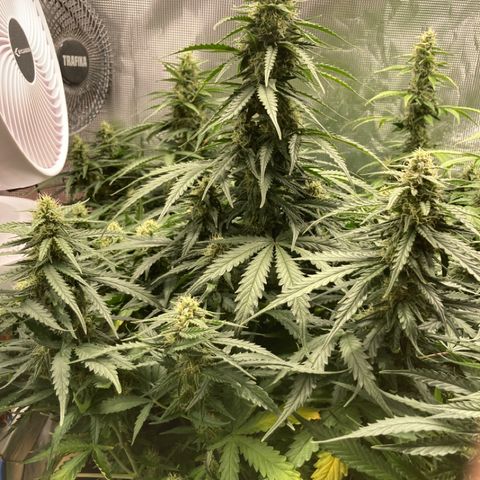 Wazilah growlog timeline photo