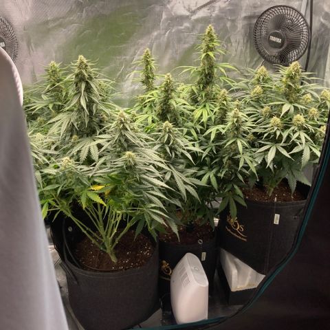 Wazilah growlog timeline photo