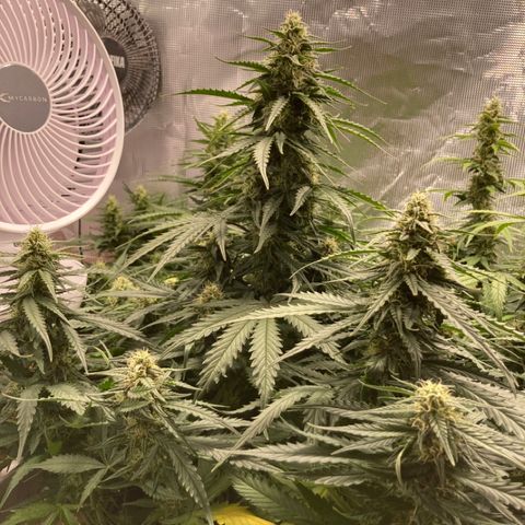 Wazilah growlog timeline photo