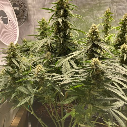 Wazilah growlog timeline photo
