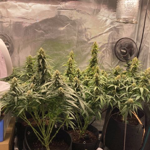 Wazilah growlog timeline photo