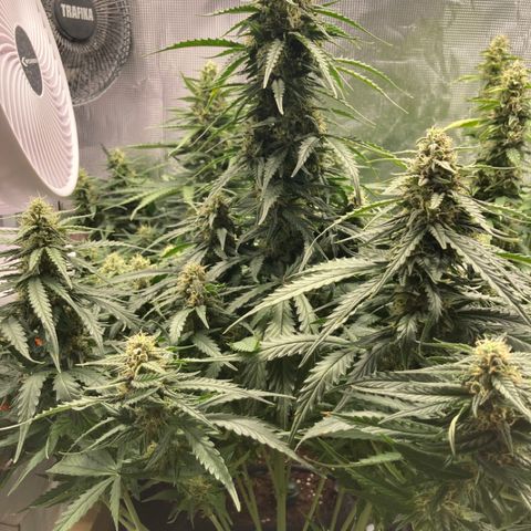 Wazilah growlog timeline photo