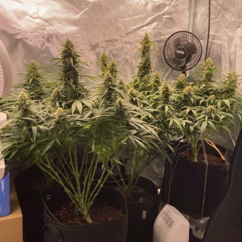 Wazilah growlog timeline photo