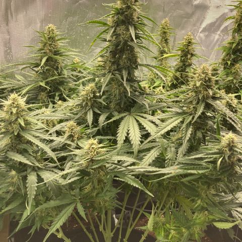 Wazilah growlog timeline photo